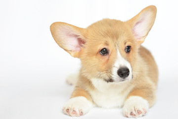 corgi szczeniak © Zuz