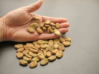 Close up of  broad beans (Vicia faba) in hand with brown wooden background