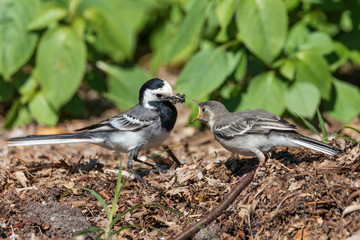 happy mother's day  wagtail feeding it' kid