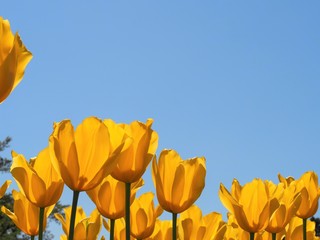 ローアングルで撮影した黄色いチューリップの花と青空