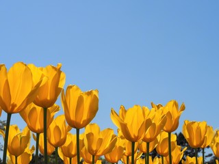 ローアングルで撮影した黄色いチューリップの花と青空