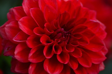 closeup of red dahlia