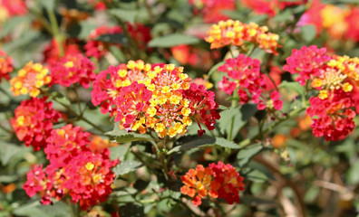 수목원에 붉은노란색 꽃