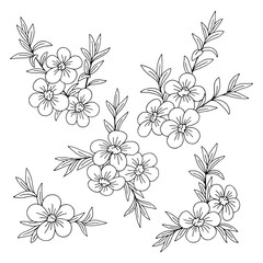 Manuka flower graphic black white isolated sketch illustration vector