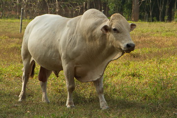 Brahman cattle in Costa Rica