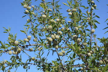 almonds on a branch