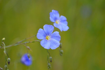 fleur de lin