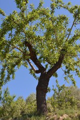 Fototapeta na wymiar almond tree on a background of blue sky