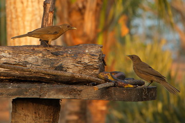 Summer Tanagers in Tarcoles in Costa Rica