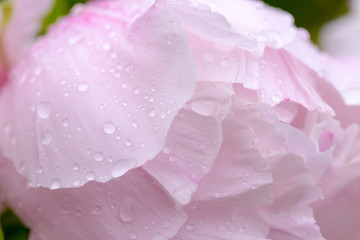 Blooming ombre pale pink peony with water drops.