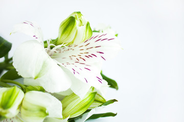 White flowers, a bouquet of alstroemeria flowers, Peruvian lilies. White background, copy space