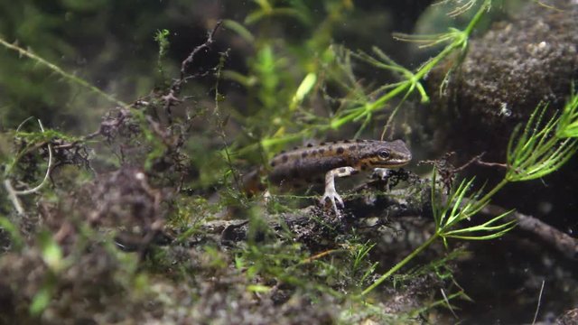 Common newt or smooth newt, Lissotriton vulgaris, male freshwater amphibian, caught near Southern Bug river, Ukraine, in biotope aquarium, closeup nature
