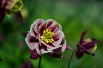 beautiful pink flower catchment on a green background