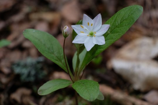 Siódmaczek leśny Trientalis europaea - mały, biały wiosenny kwiatek
