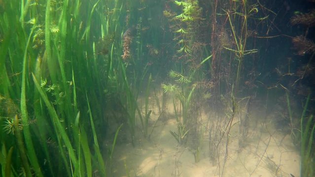 shallow freshwater lake with clear water and dense vegetation, lots of plants and algae on a sunny summer day, underwater video footage