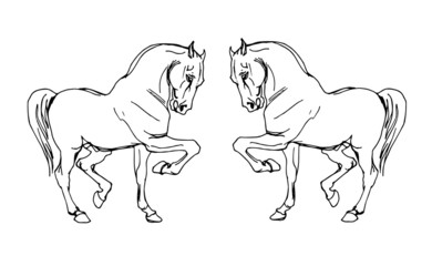 vector isolated image of two prancing white heavy horses on white background