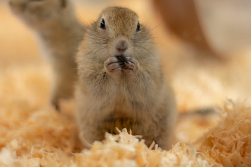エサを食べるリス