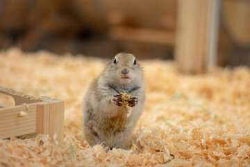 エサをもつリス