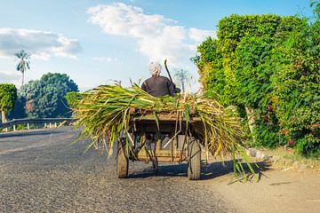 Egyptian peasant in a cart © Givaga