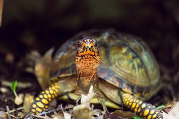 Naklejka premium Box turtle in the woods 