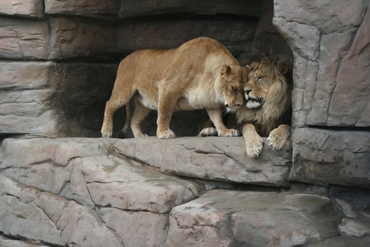 Photo of Lions at rest. Couple. love