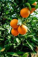three ripe juicy oranges on a branch among the leaves in the middle close-up