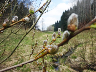 Weidenkätzchen an einem ast im frühling close up