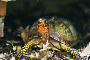 Naklejka premium Box turtle in the woods 