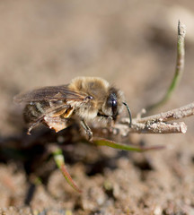 Bee on ground