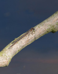 Winter damsefly