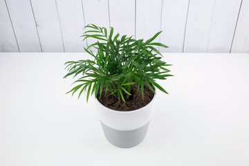 Green flower in a gray-white pot. Home plant on the background of the boards. Beautiful home plant in pots on white table. Green grass in a pot. Houseplant on a light background