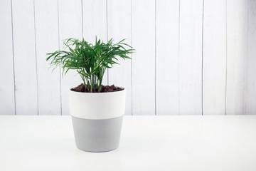 Green flower in a gray-white pot. Home plant on the background of the boards. Beautiful home plant in pots on white table. Green grass in a pot. Houseplant on a light background