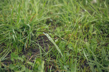 Large drops of rain on the grass. Green grass for background. Bright green vegetation in the spring. Nature after the rain