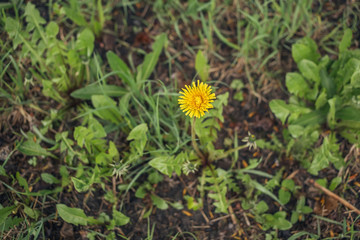 Yellow dandelion on a background of green grass. One dandelion in the park. Bright and beautiful dandelion stands alone