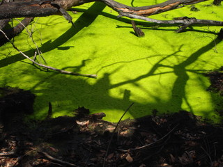 Algae