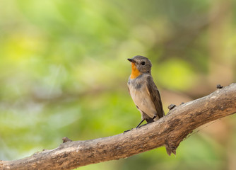 Red-throated Flycatcher (Ficedula albicilla) on branch tree.