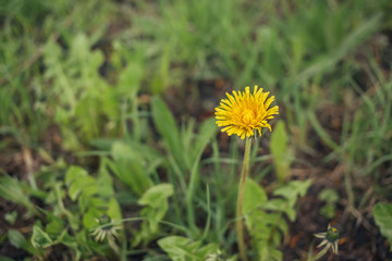 Yellow dandelion on a background of green grass. One dandelion in the park. Bright and beautiful dandelion stands alone