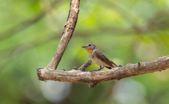 Red-throated Flycatcher (Ficedula albicilla) on branch tree.