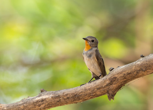 Red-throated Flycatcher (Ficedula albicilla) on branch tree.