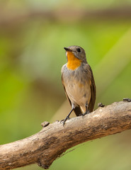 Red-throated Flycatcher (Ficedula albicilla) on branch tree.