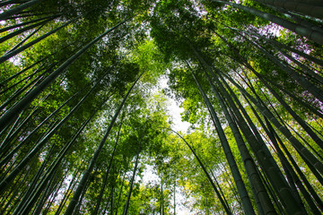Fototapeta na wymiar Bamboo tree trunks reach for the sky