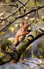 Squirrel at tree top