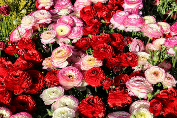 Colorful, bright field of blooming pink and red Ranunculus among green grass