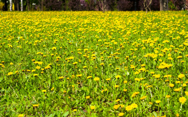 Obraz premium field of vernal green grass with flowering dandelions on a sunny day in early spring
