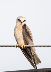 Black-shouldered kite on electrical wires with white background.