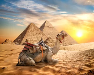 Foto auf Acrylglas Camel and desert © Givaga