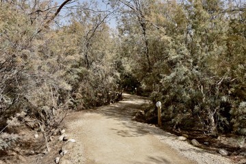 Path to Jesus Baptism Site along the River Jordan