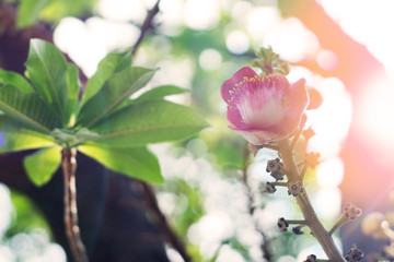 Beautiful blooming Cannonball flowers on the tree. Cannonball flowers of Cannonball Tree or Sal Tree in the temple, Religion and culture background ideas concept. Selective focus and free copy space.