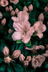 Pink vintage flower macro