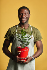 African florist in apron carries red basket with potted plant, being hospitable and friendly, welcomes to shop